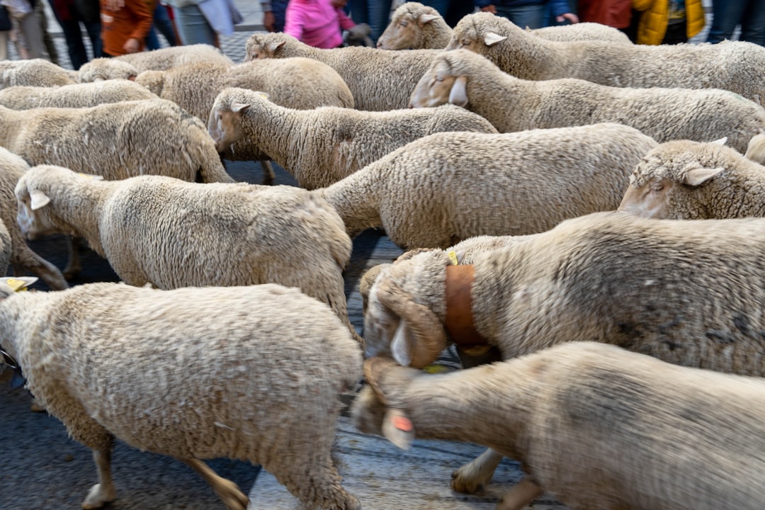 a herd of sheep walking down a street