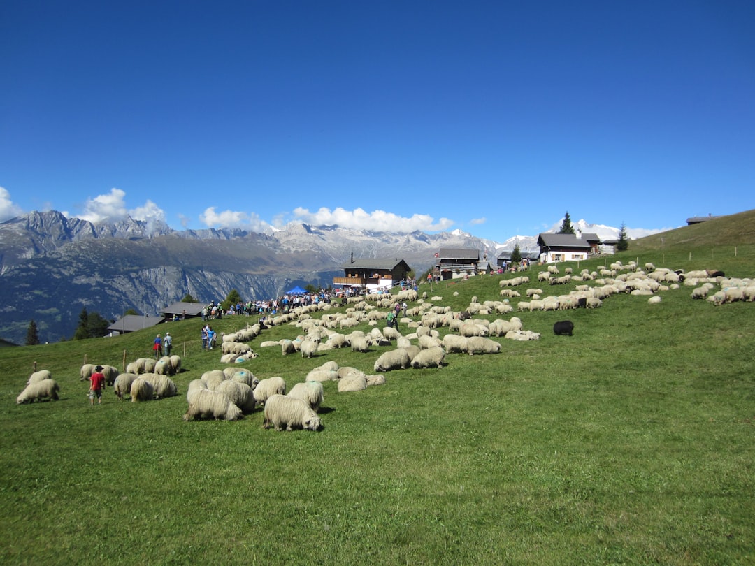 Switzerland yarn knitting wool - Foto von Bev Griffith