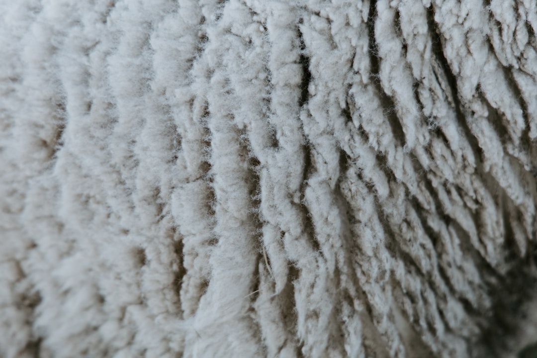 Close-up texture of fluffy white sheep wool.