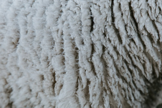 Close-up texture of fluffy white sheep wool.